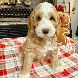 Comet - Apricot female Australian Labradoodle puppy in Harrisonville, Missouri from Blessed Day Doodles