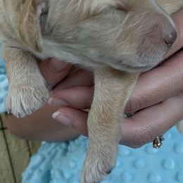 Bernedoodle and Labradoodle Puppies from Delaney Park Doodles