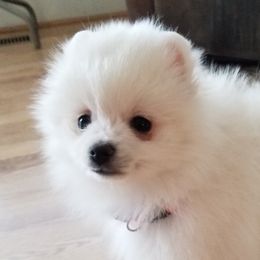 Pomeranians from Lil Foxy Pomeranians