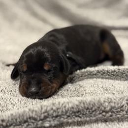 Boy 3 - Black and rust male Doberman Pinscher puppy in Lake City, Florida from Paintedcrazy Doberman Pinchers