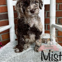 Aussiedoodle Puppies from Ridgeline Doodles