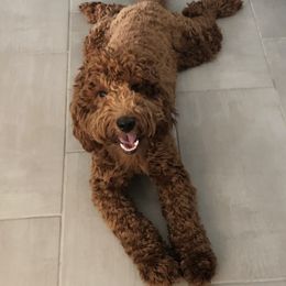 Louie - Goldendoodle