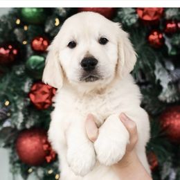 Dark Pink Luna - Light golden female Golden Retriever puppy in Oregon from A Goldens First Love