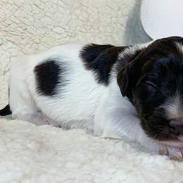 Boy 2 - Goldendoodle puppy in Almo, Kentucky from Elm Grove Doodles