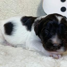 Boy 2 - Goldendoodle puppy in Almo, Kentucky from Elm Grove Doodles