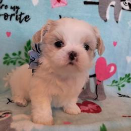 Clara - White female Shih Tzu puppy in Silver Springs, Nevada from Meadowlyn's Dream Shih Tzu