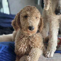 Venus - Apricot female Goldendoodle puppy in Philadelphia, Pennsylvania from Philly's Designer Doodles