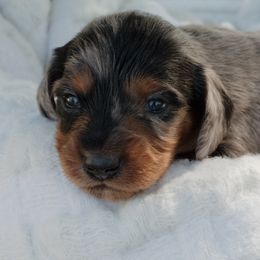 Dachshunds from McQueen farms