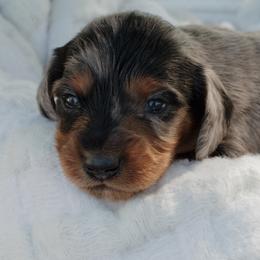 Dachshunds from McQueen farms