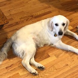 Daisy - Golden Retriever