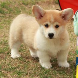 Yellow Collar Female - Sable female Pembroke Welsh Corgi puppy in Victoria, Texas from Clear Creek Corgis