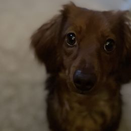 Dachshunds from Emily’s Mini Dachshunds