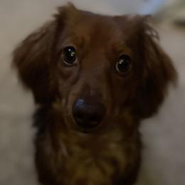 Dachshunds from Emily’s Mini Dachshunds