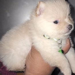 Pomeranian Puppies from Ramos' Pommies