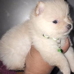 Pomeranian Puppies from Ramos' Pommies