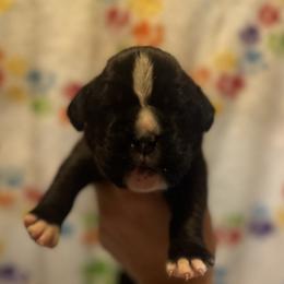 Zeta - Brindle female Boxer puppy in Daviess County, Kentucky from Blissful Euro Boxers & French Bull Dogs