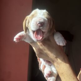 Basset Hound Puppies from Peach Blossom Bassets