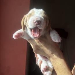 Basset Hound Puppies from Peach Blossom Bassets