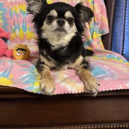 Ginny - Chihuahua