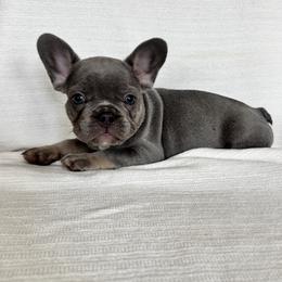 Boy 2 - Tricolors male French Bulldog puppy in Walnut, California from Flores Frenchies