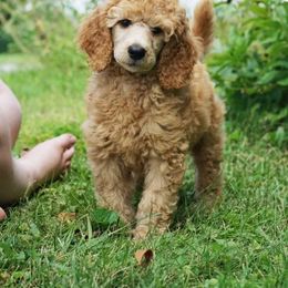 Poodle Puppies from Pawsable Prospects