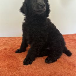 Poodle Puppies from Paddock's Purebred Poodles