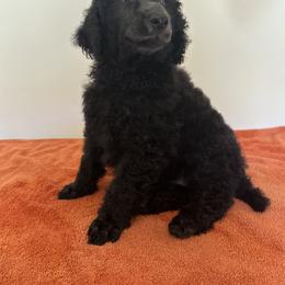 Poodle Puppies from Paddock's Purebred Poodles