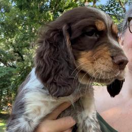 Cupcake (Penny - purple collar) - Tri-Roan female English Springer Spaniel puppy in Statesville, North Carolina from Rockin’ Slow Farms