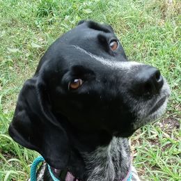 Pebble - German Shorthaired Pointer