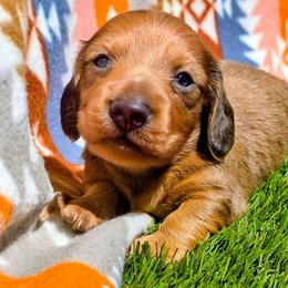 Sandy - Sable female Dachshund puppy in Birmingham, Alabama from Mini Doxies Love