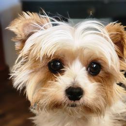 Izzy - Yorkshire Terrier