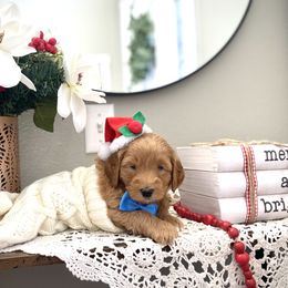 Goldendoodle Puppies from Doodle Love ❤️