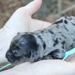 Jasmine - Merle female Cockapoo puppy in Louisburg, North Carolina from Raven Oak's Mini Cockapoos