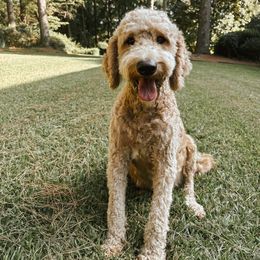 Nova - Goldendoodle