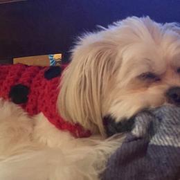 Shih Tzus from Northwest Paws