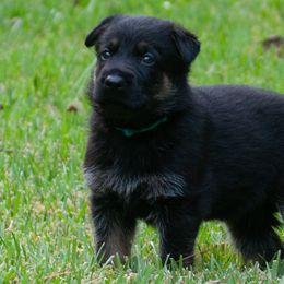 Grace (light blue collar) - Black and tan German Shepherd puppy in North Carolina from Living Waters Shepherds