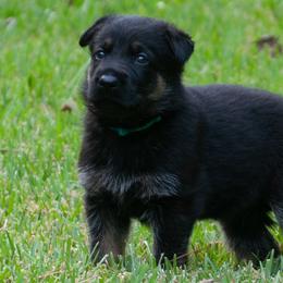 Grace (light blue collar) - Black and tan German Shepherd puppy in North Carolina from Living Waters Shepherds