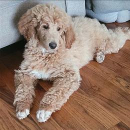 Benji -apricot Moyen - Apricot male Poodle puppy in Orland, California from Elliott's Elite Puppies