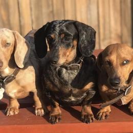 Dachshunds from BooneDox Miniature Dachshunds