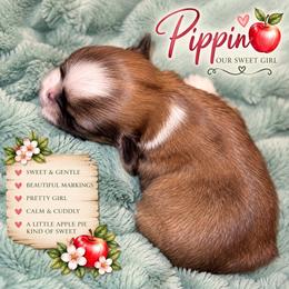 Pippin - Sable and white female Shih Tzu puppy in Cordova, Maryland from Harlequins Shih Tzu