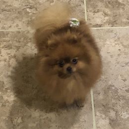 Pomeranian Puppies from Pardi Poms
