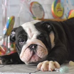 Bulldog Puppies from Dampier Bulldogs Mo
