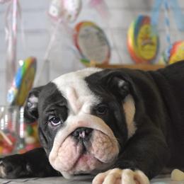 Bulldog Puppies from Dampier Bulldogs Mo