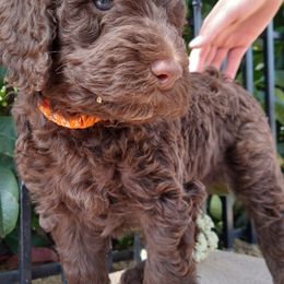 Creed - Labradoodle puppy in Atascadero, California from Classic Poodles and Doodles