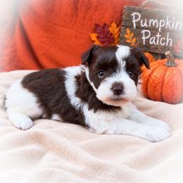 Reese - Parti female Miniature Schnauzer puppy in Dorr, Michigan from Enchanted Paws