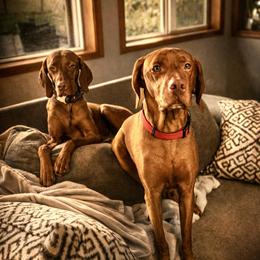 Vizsla puppies from Coast Range Vizslas