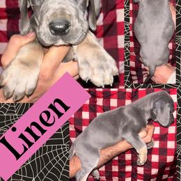 Linen - Blue female Great Dane puppy in Wellsville, New York from Prophecy Danes