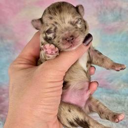 Remy - Merle male Chihuahua puppy in West New York, New Jersey from Pixie’s Magical Puppies