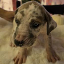 Brina - Harlequin female Great Dane puppy in Albany, Oregon from Red Cloud Australian Shepherds and DeGray Great Danes & Bulldogs