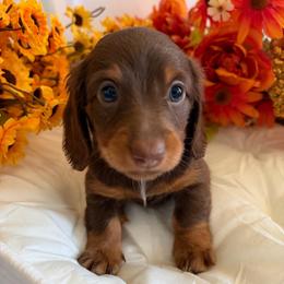 Sterling - Chocolate and tan male Dachshund puppy in Loganville, Georgia from Royal Dackel Haus